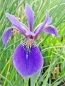 Preview: Iris versicolor - blaue Sumpfiris